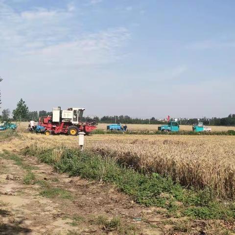 【新时代文明实践】凤凰街道：风吹麦浪，耕收有我