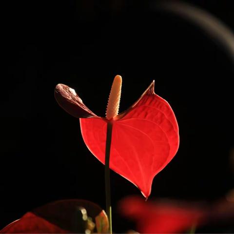 20211226植物园