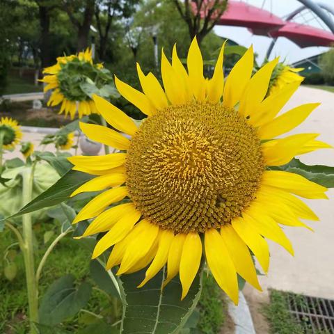 歌声惊艳了时光，美景温柔了岁月