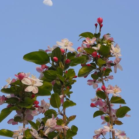 赶会（七十年代）