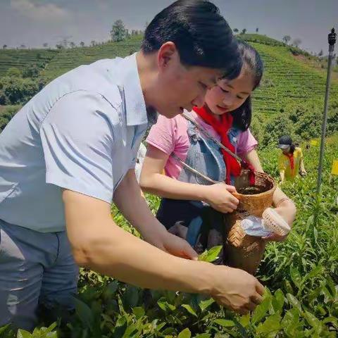 花桥镇中心小学走进华汉茶场研学活动