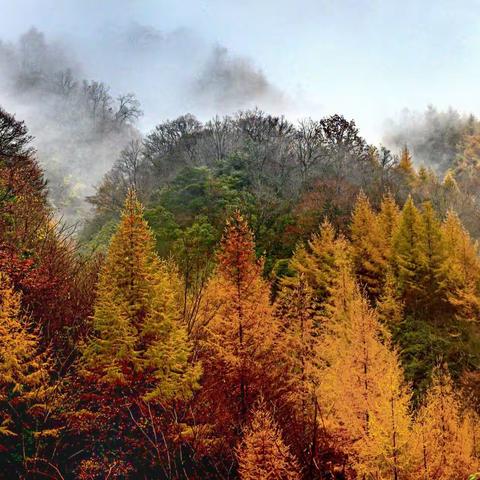 爱在深秋:光雾山