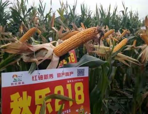 种玉米选好品秋乐708