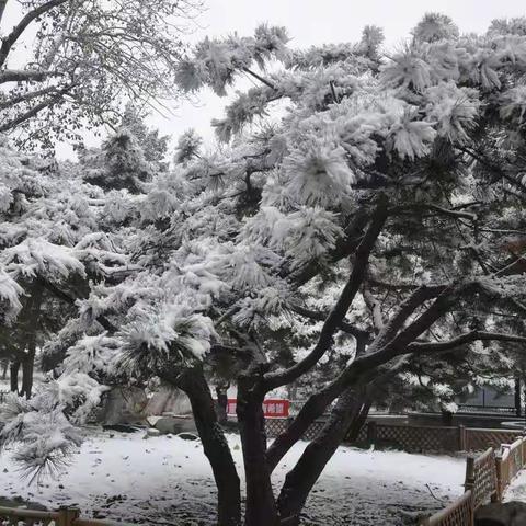 银装素裹装点美丽宣武艺园
