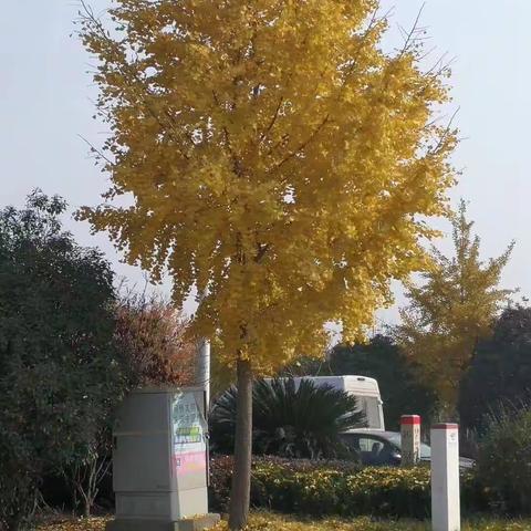 又是一年杏叶黄