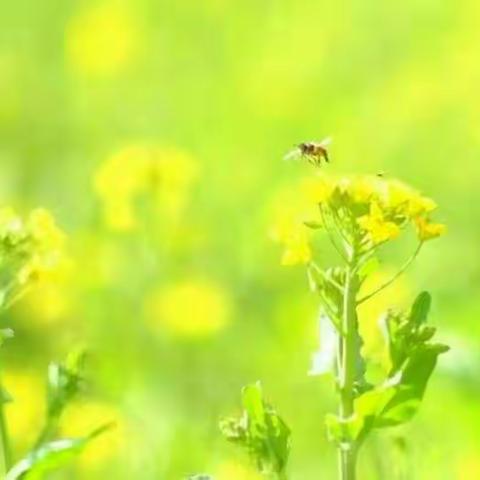 架好连心桥 隔屏不隔爱--均安小学疫情期间开展线上主题班会