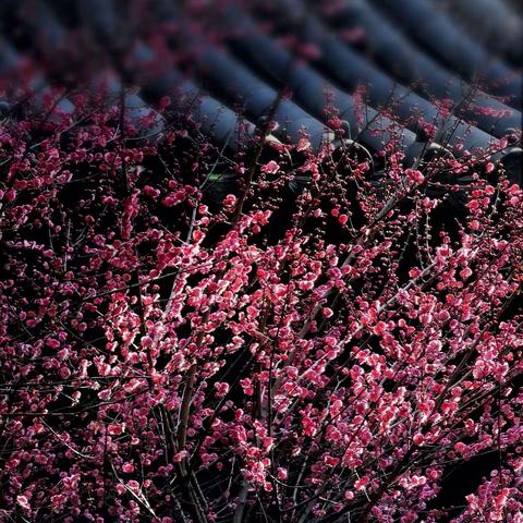 23.2.18晨访慧因高丽寺梅花。（手机摄影手册）​