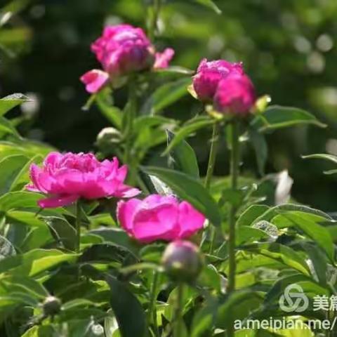 2016景山公园盛开的芍药🌸