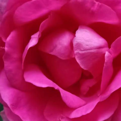 开的太娇艳了，想把每一朵都摘下！