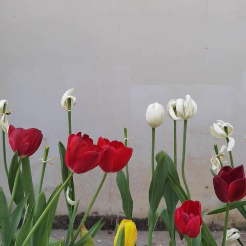 即使没有人欣赏，也要优雅盛开