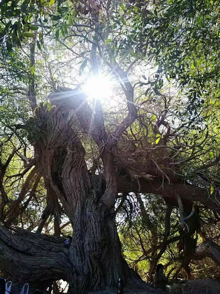 哈密沙枣泉九龙树一日游!英子做美篇