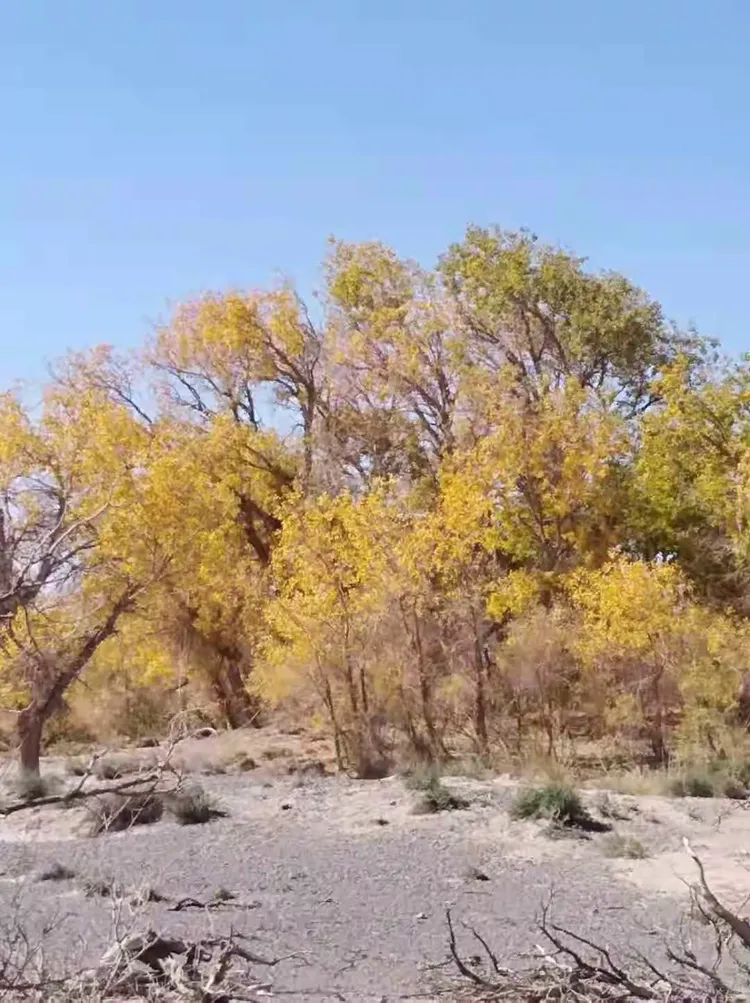 哈密沙枣泉九龙树一日游!英子做美篇