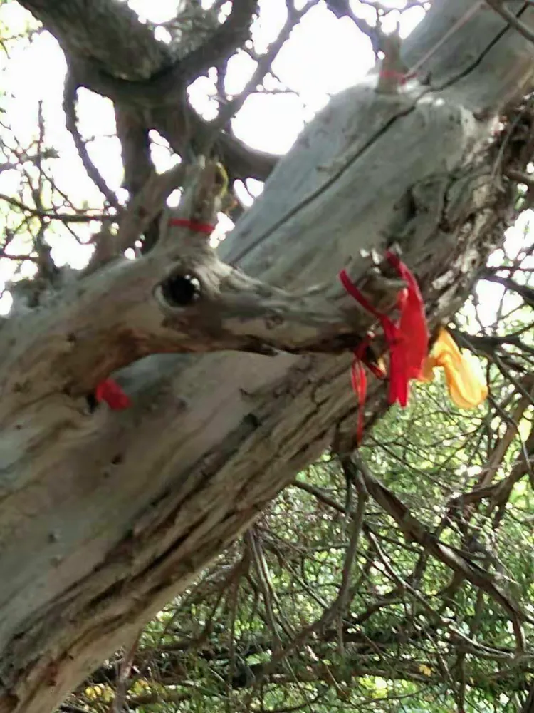 哈密沙枣泉九龙树一日游!英子做美篇