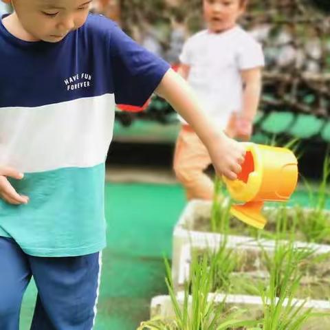 【种植活动】遇“稻”你——钟多幼儿园中班组水稻种植活动