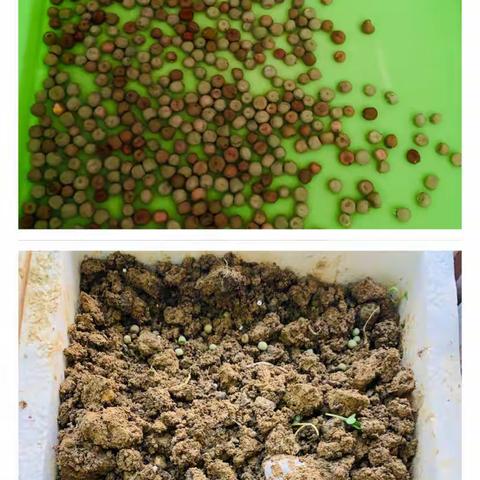 【种植活动】水培VS土培大比拼———钟多幼儿园大一班豌豆种植活动