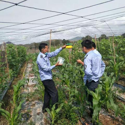 天涯区农业农村局马岭片区第一中队调查草地贪夜蛾工作情况