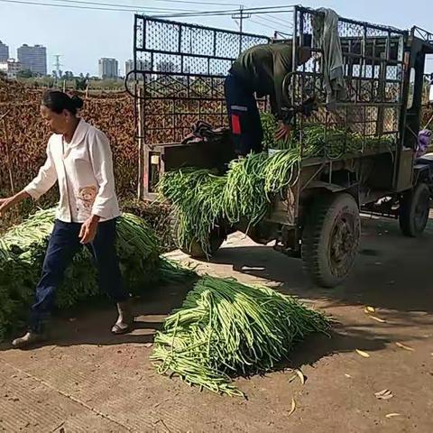 天涯区农业农村局春节期间（大年初三）安监员值班巡查工作情况