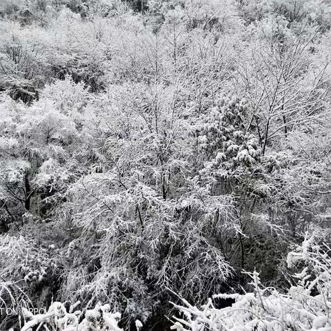 沉默的雪