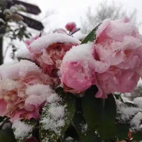 初心如雪岁月从容，感恩有你一路前行