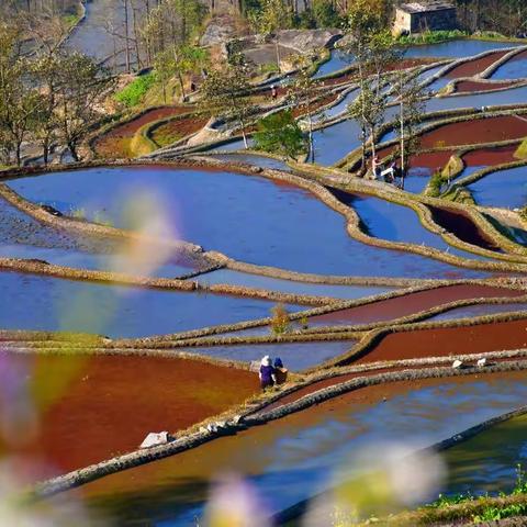 哈尼梯田