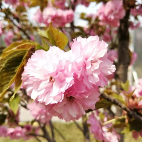 樱花恋