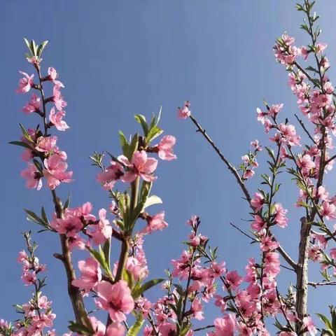 作业巧设计，减负不减质——新秀学校一年级语文分层作业设计