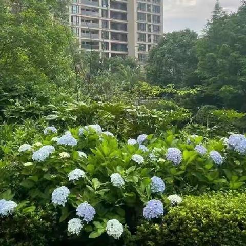 中都物业天和家园三期七月工作简报
