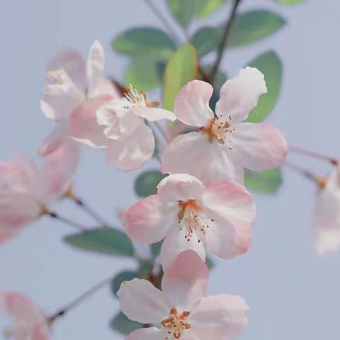 “疫”样时光，“云”上成长——浅水营小学三年级线上教学纪实