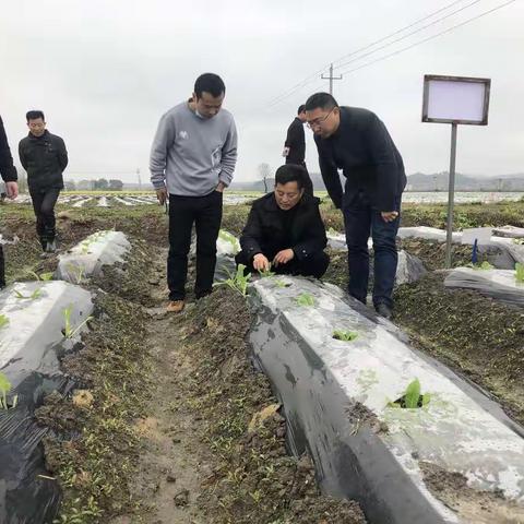 湖北中烟专家凌午舟到黎川调研指导烟叶生产工作