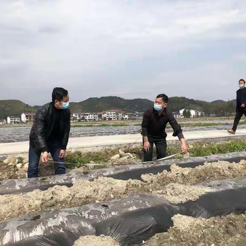 抚州市局（公司）副经理周华凤到黎川调研指导烟叶生产和卷烟销售工作