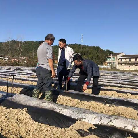 抚州市局党组成员、副经理周华凤到黎川指导烟叶生产工作