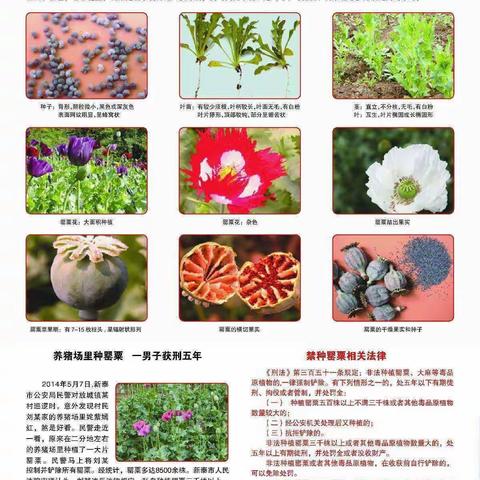 防毒禁毒-漳州台商投资区课堂小学给家长的一封信