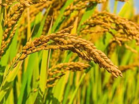 市四幼教育集团（第八幼儿园）——开展“嗨，米粒”课程活动