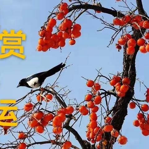 《浏芳揽胜》（六）