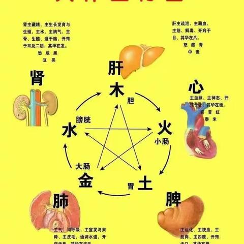 人体五行图