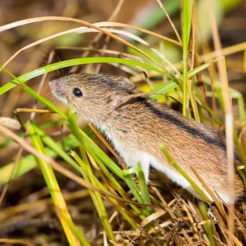 流行性出血热防控知识