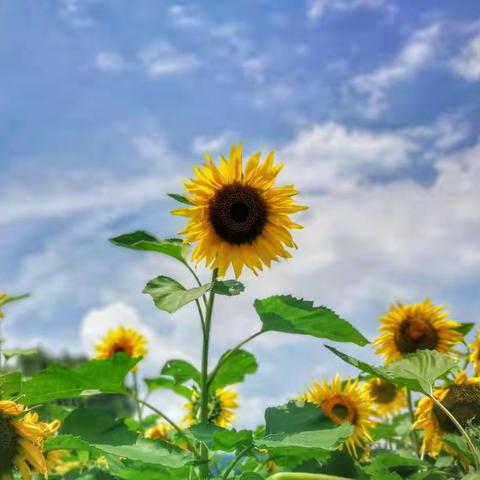 又是一年葵花开（走进自然走进金色螳川）