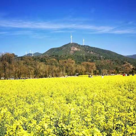 徒步螳螂川 ，徜徉油菜花海