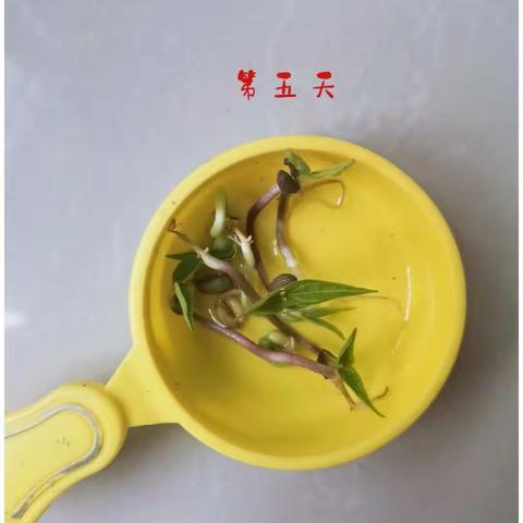 绿豆的萌发