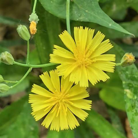 野菜野花总关情——拍摄感悟