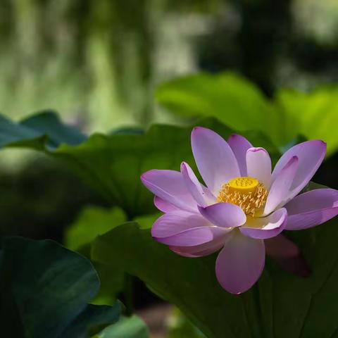 这是去年上坡地的荷花，开的娇艳无比。