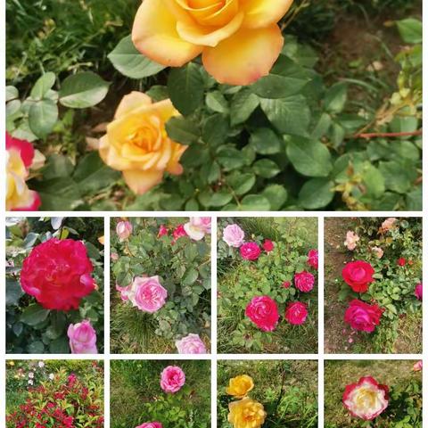 玫瑰🌹花儿开
