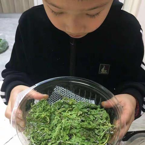 我的养蚕日志