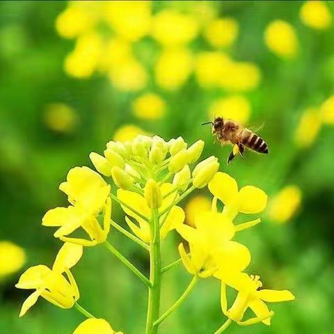 🌱攀西幼儿园🌱——彩虹五班5月12日互动活动上午篇