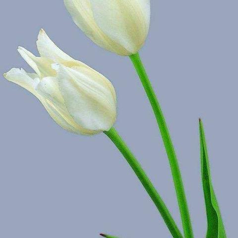  冬阳暖照梦起航，听课评课促成长