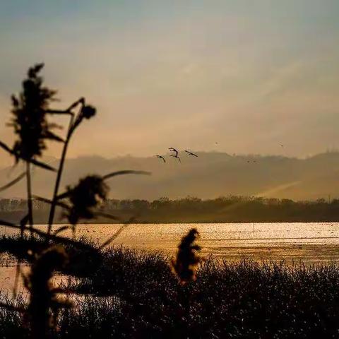 黄陂湖湿地为浅草型湖泊。每年冬季大批天鹅侯鸟在水面上嬉戏觅食，自由飞翔。水天一色景美如画，