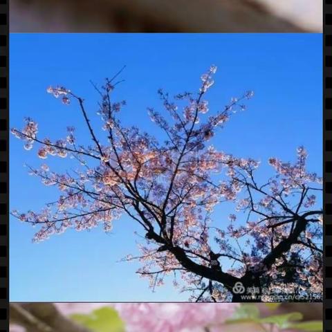 兰陵三小三年级组语文线上学习活动集锦