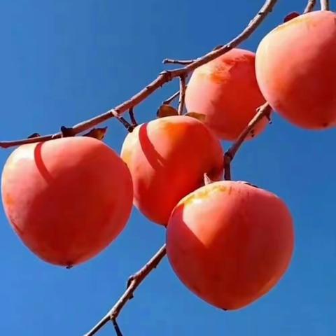 概括中心思想的一般方法