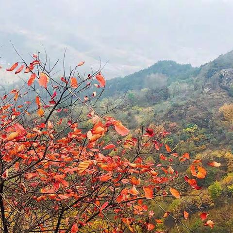 二五一十连载4—《秋天的树叶》精彩片段