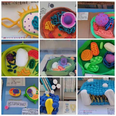 百色民族高中第一届生物建模大赛